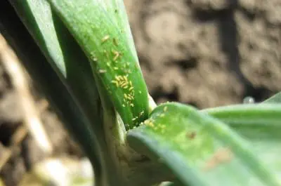 Thrips sur les plantes