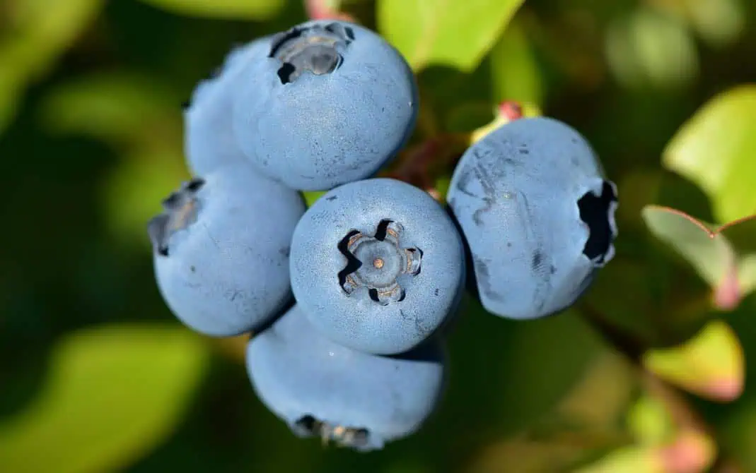 Vaccinium corymbosum