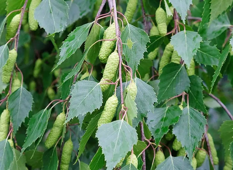 Le pollen du bouleau