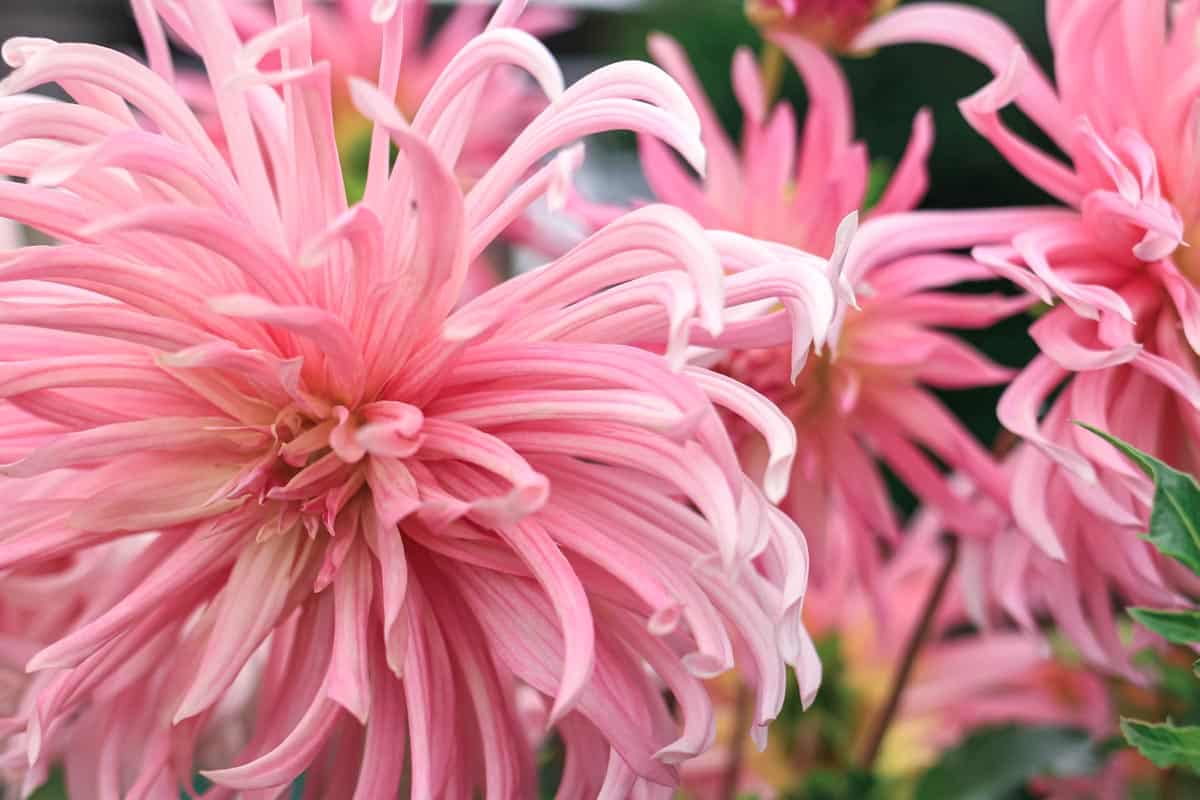 Noms de fleurs en D