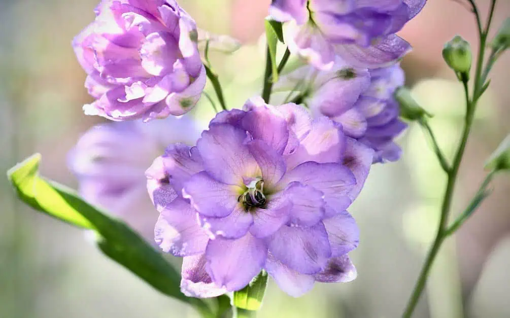 Delphinium