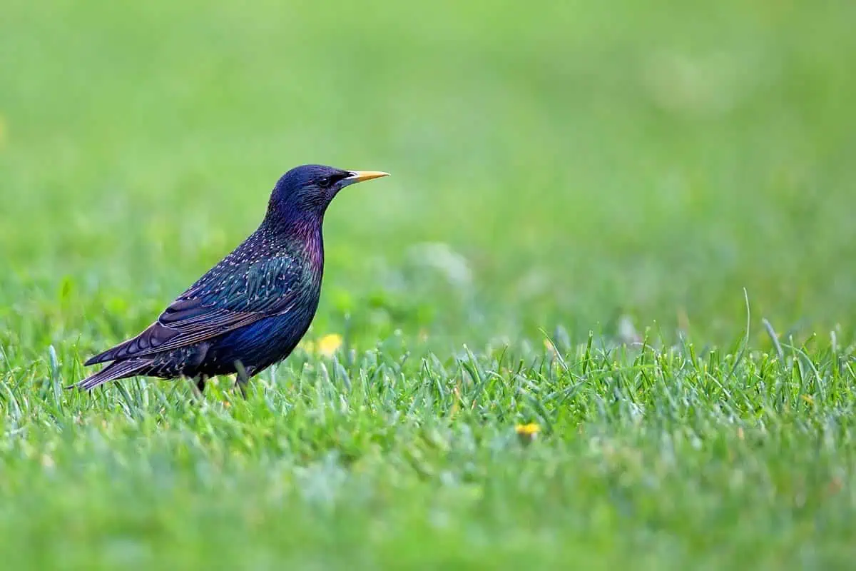 étourneau dans le jardin