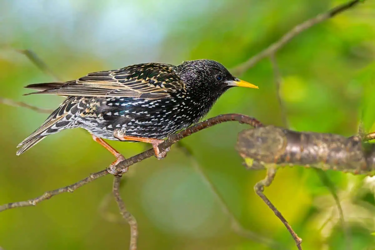 étourneau dans le jardin