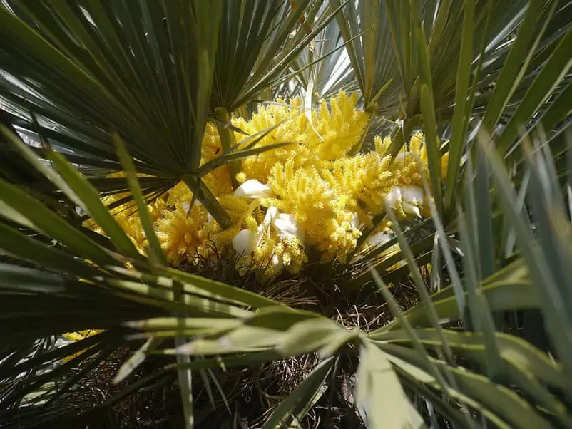 Fleurs jaunes de palmier