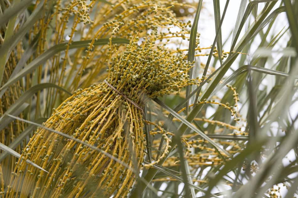 Fleurs mâles et femelle
