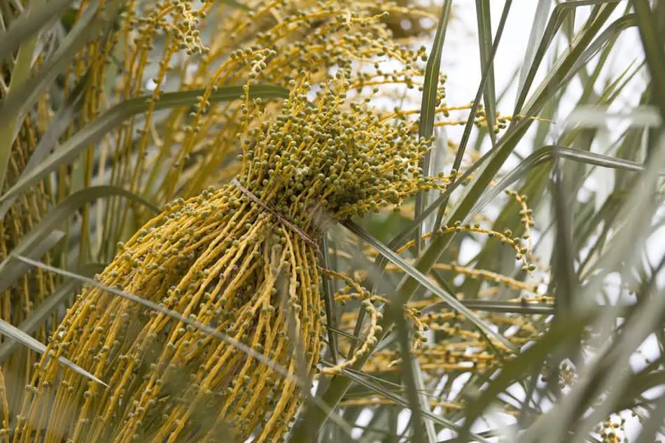 Fleurs mâles et femelle