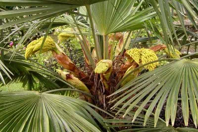 Fleurs de palmier