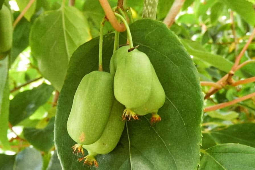 kiwai
