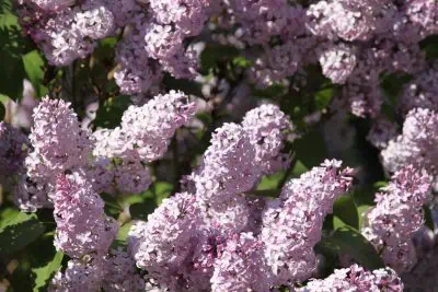 Lilas