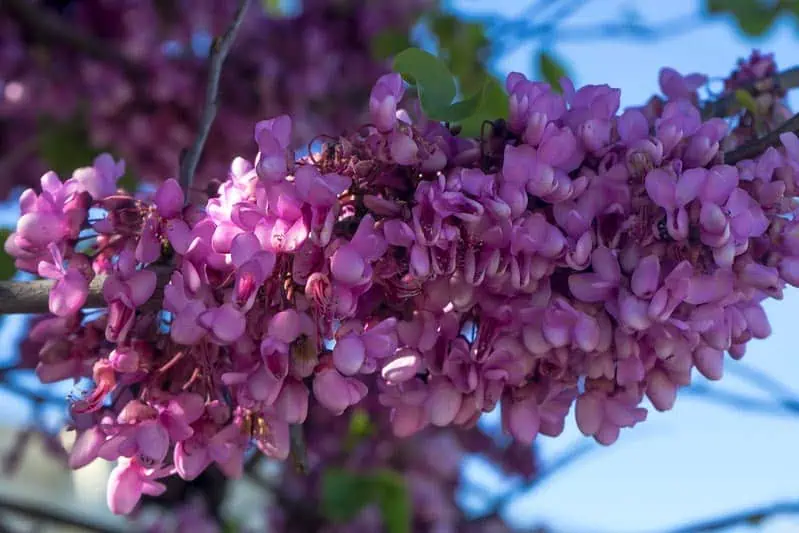 lilas