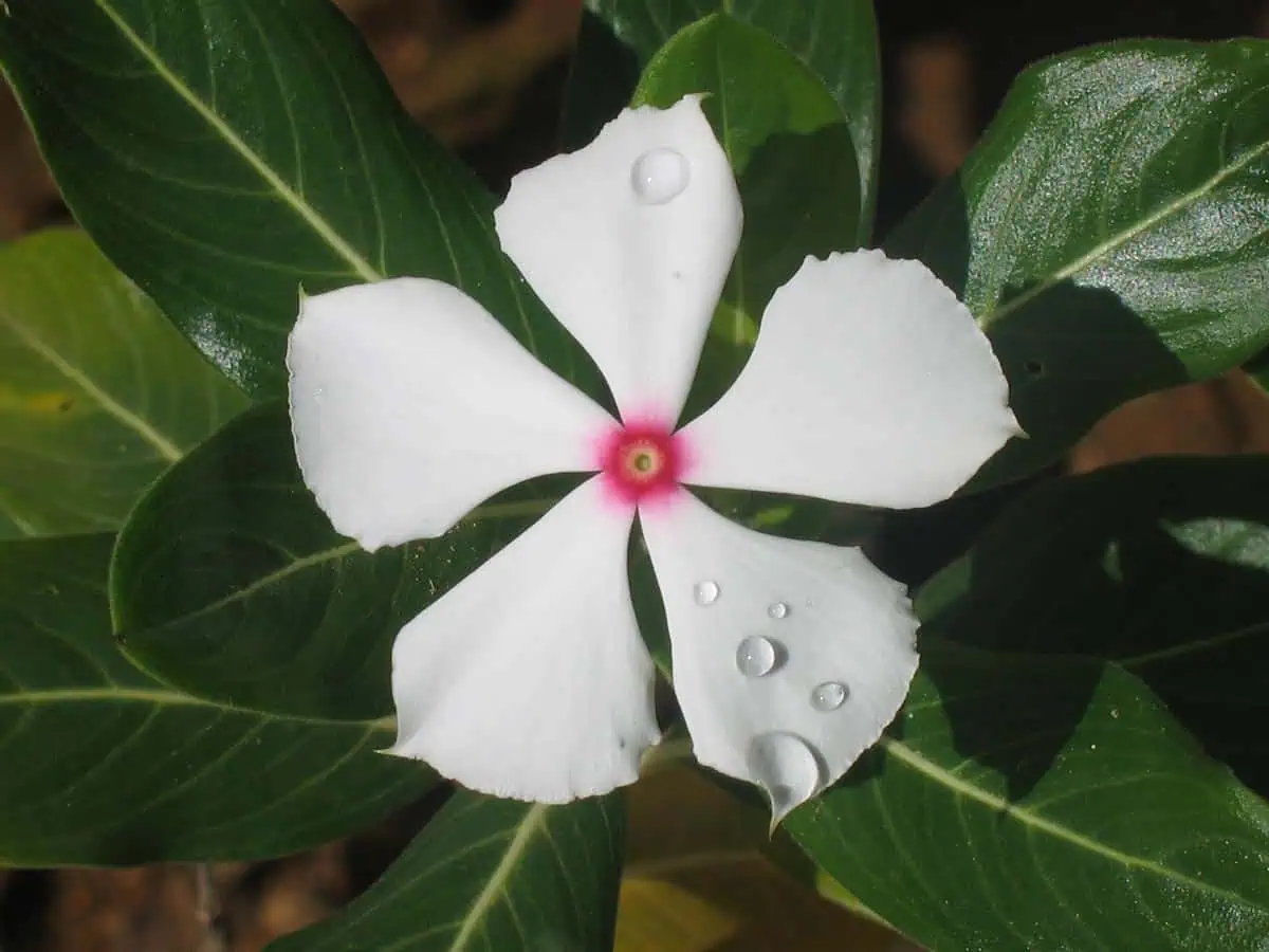 fleurs simples composées de 5 pétales en corolle