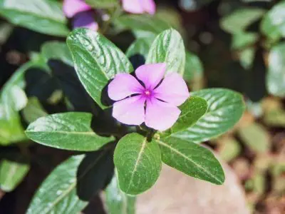 Pervenche de Madagascar