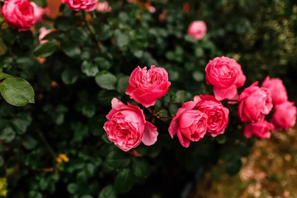 Plantation des rosiers