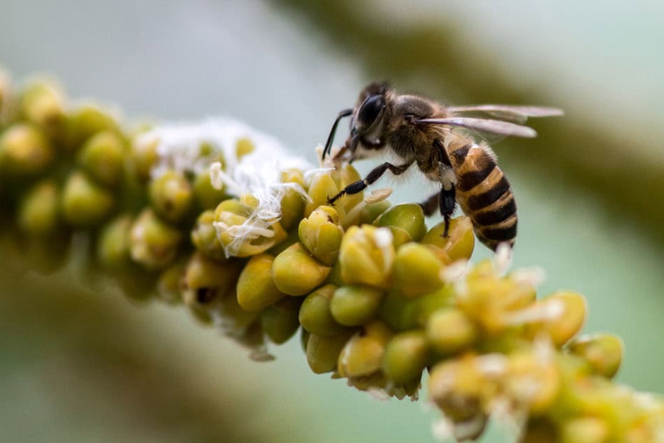 Pollinisateurs