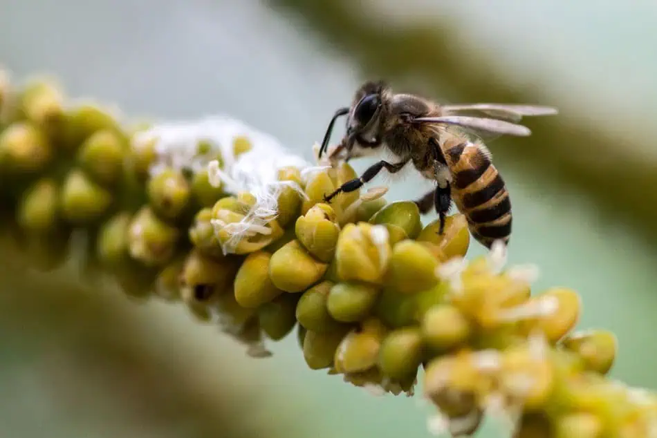 Pollinisateurs