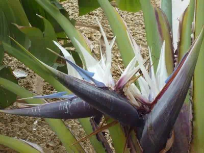 Strelitzia augusta