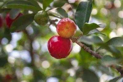 Acerola : fruit en A