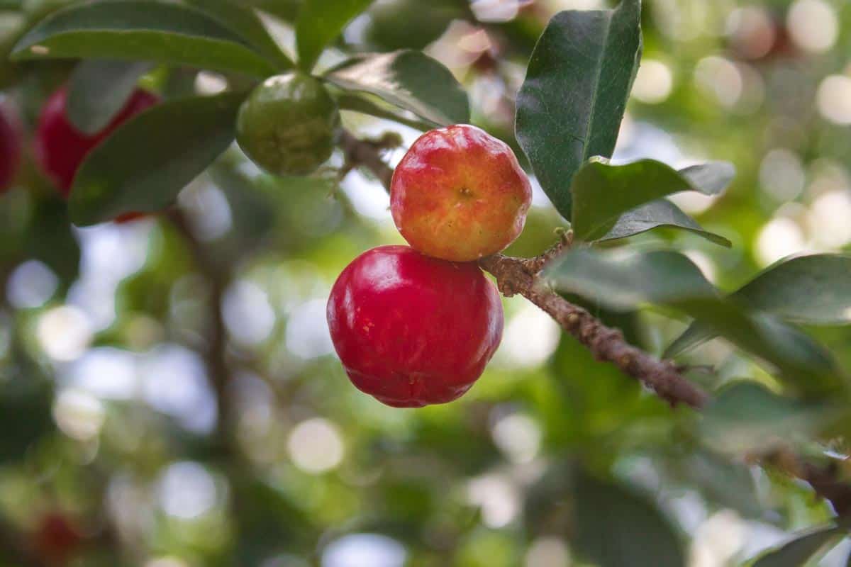 Acerola : fruit en A