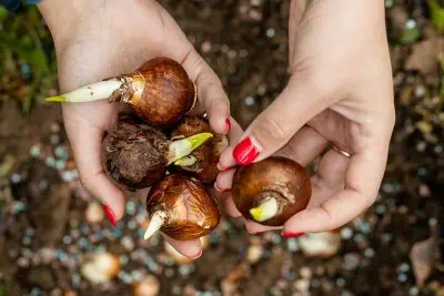 bulbes de fleurs pour une production sous serre