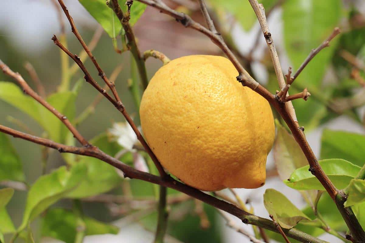 Citronnier ayant perdu ses feuilles.