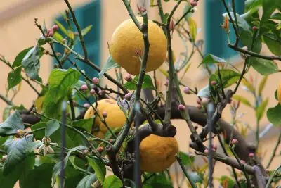 citronnier qui a perdu ses feuilles