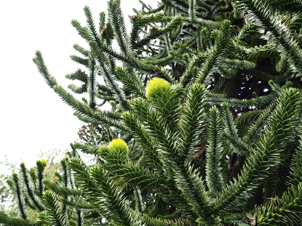 Plantation Araucaria araucana