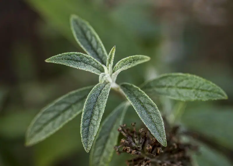Feuilles duveteuses du buddleia