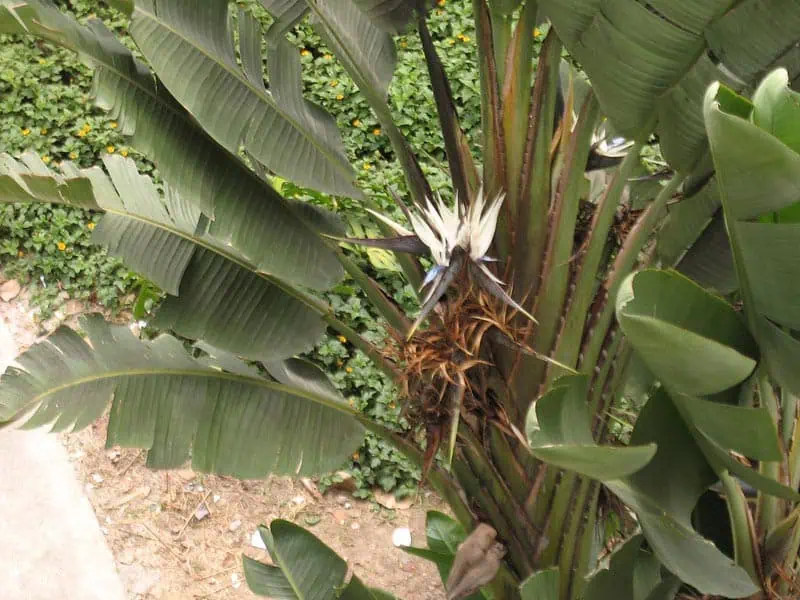 Feuilles Strelitzia