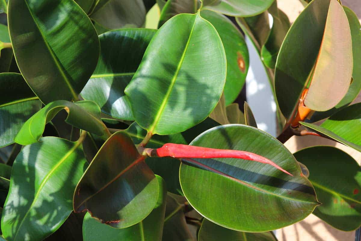 Ficus elastica