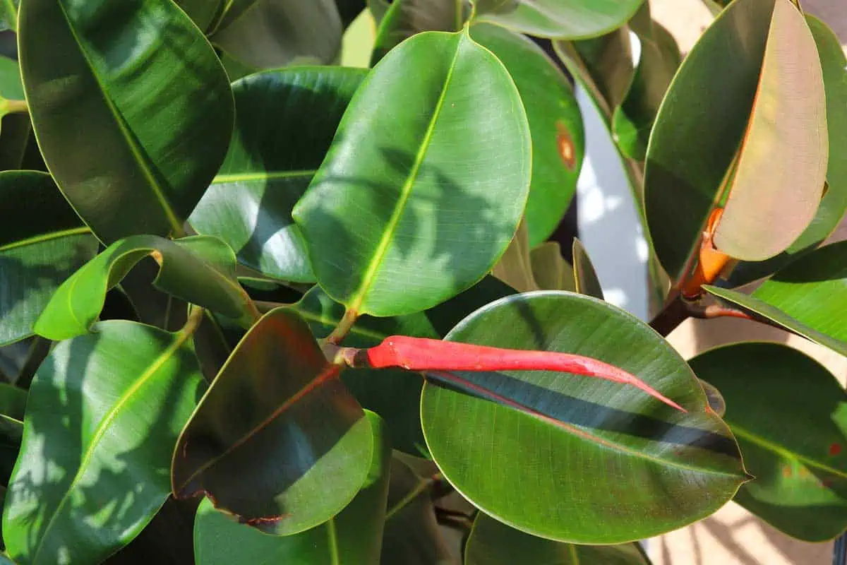 Ficus elastica