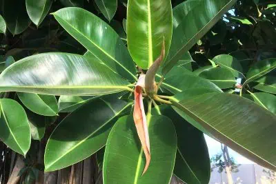 comment sauver mon Ficus elastica