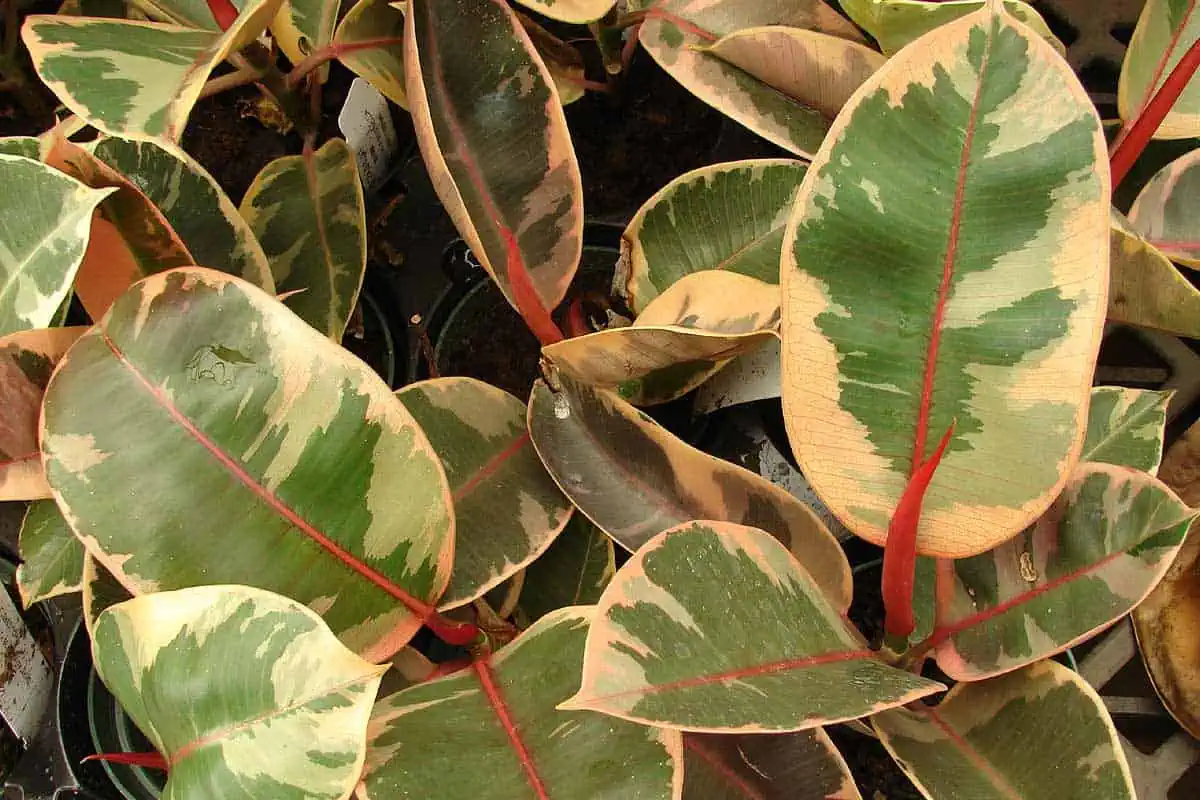 Caoutchouc (Ficus elastica)