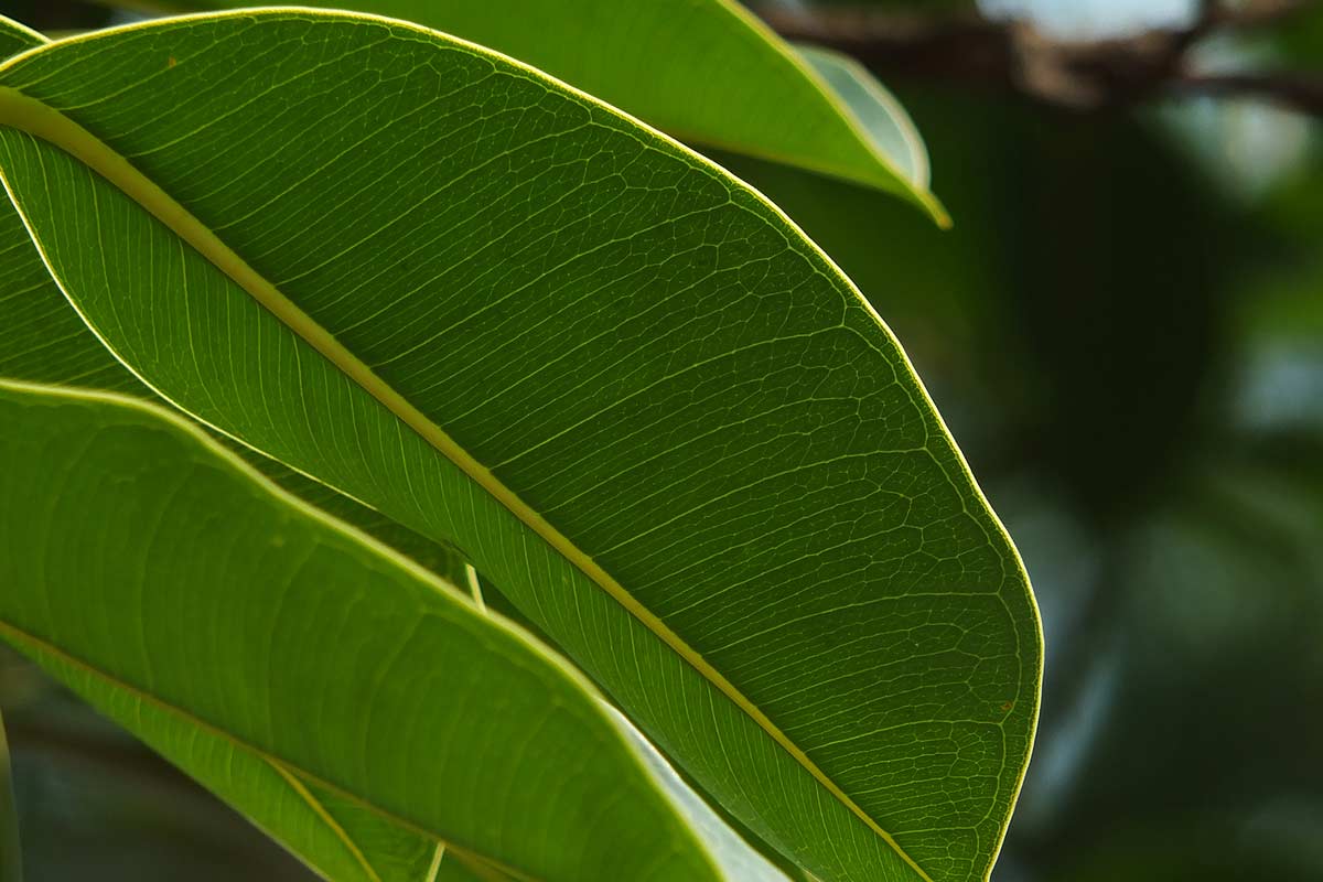 Ficus elastica en bonne santé