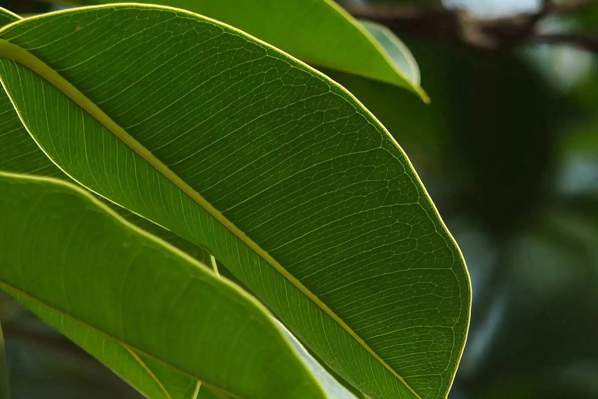 Ficus elastica en bonne santé