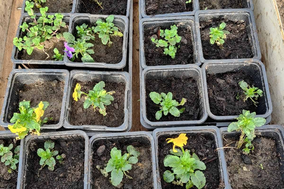 Semis cultivés sous serre.