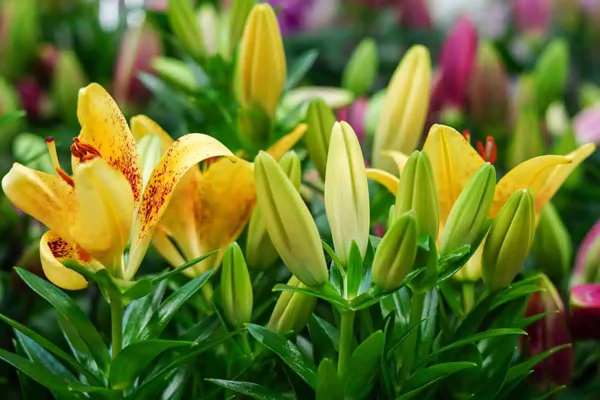 Fleurs cultiver sous serre.