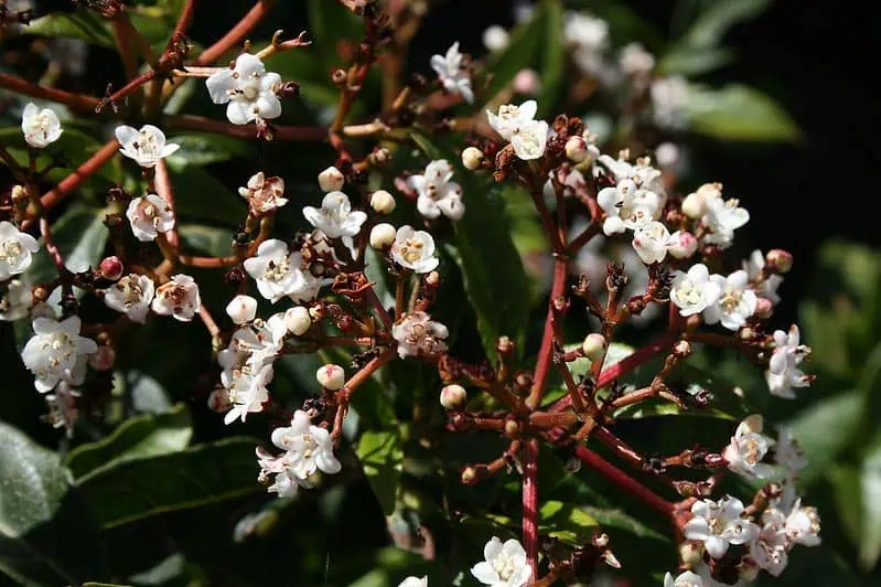 Floraison laurier-tin