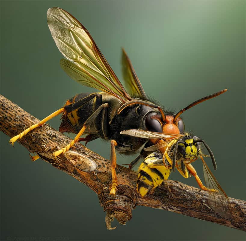 Frelon asiatique (Vespa velutina) avec une guêpe