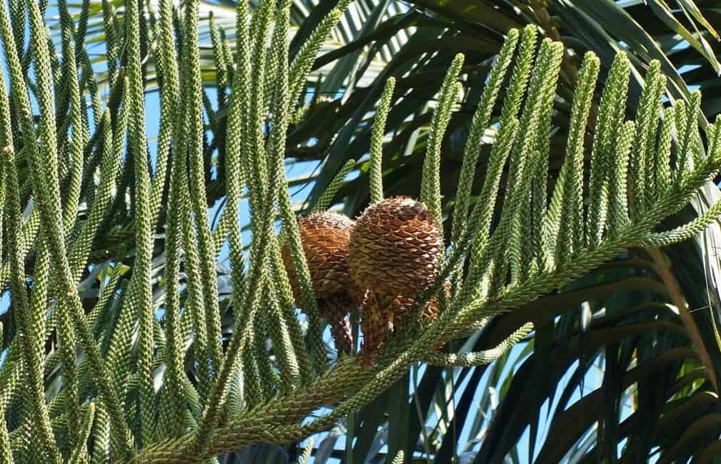 fruit Araucaria araucana