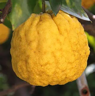 Fruits en Y