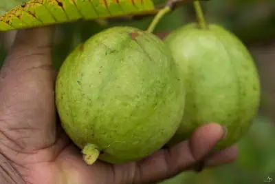Noms de fruits en G