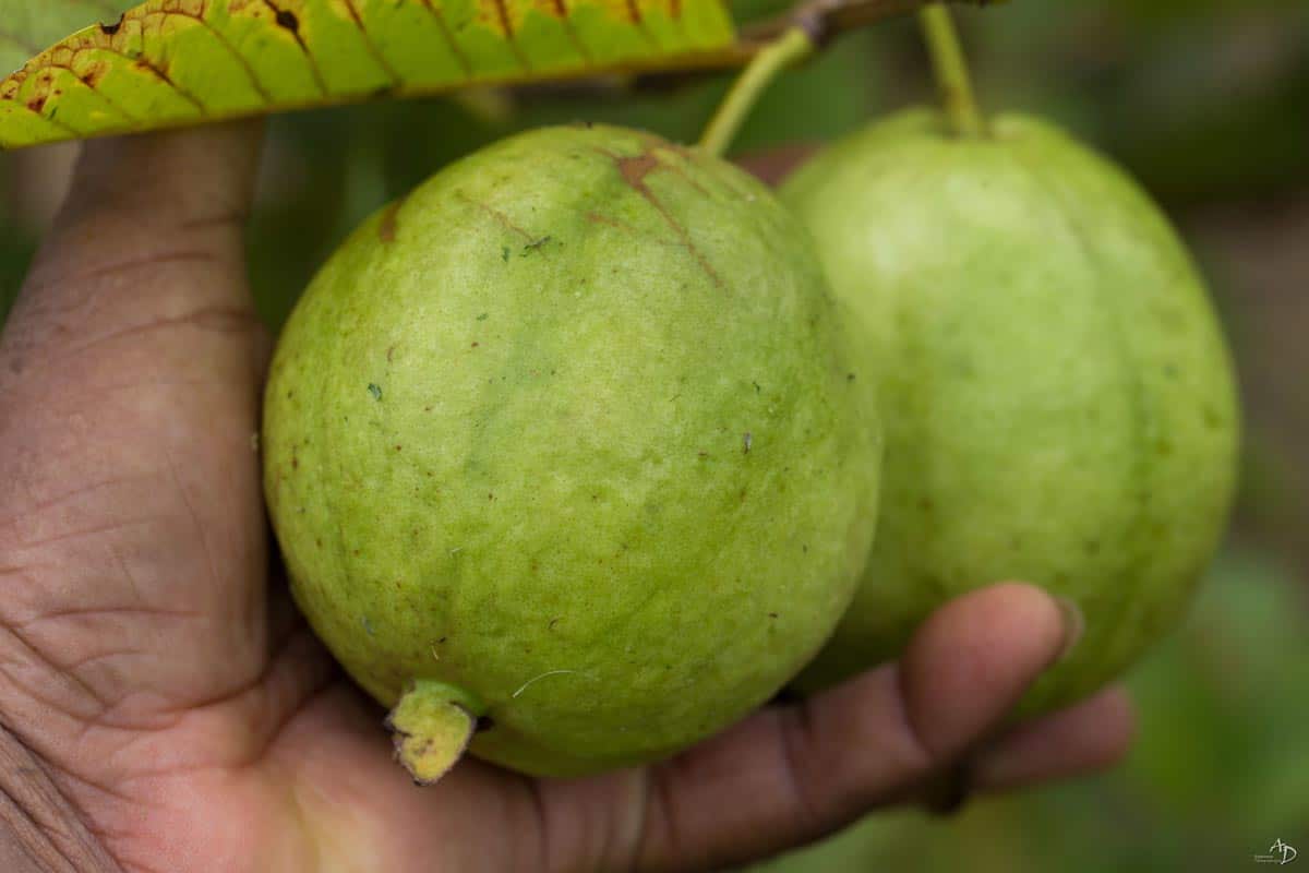 Noms de fruits en G