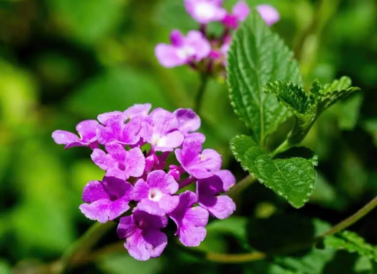 Lantana Montevidensis