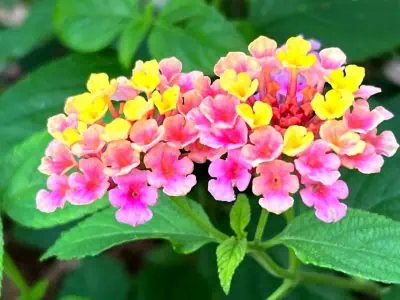 Lantana ou lantanier