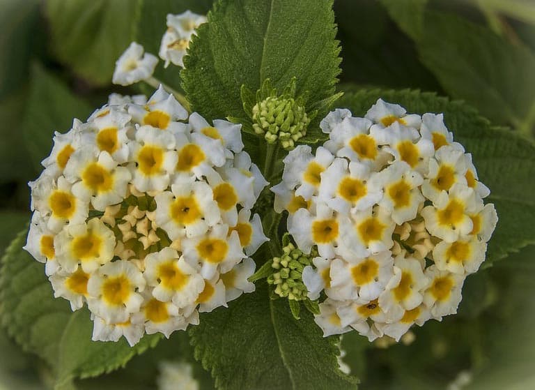 Lantana Camara Victoria