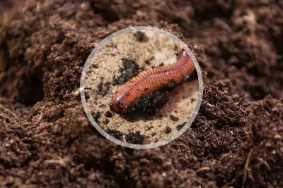 le lombricomposteur est-il le plus efficace pour votre compost