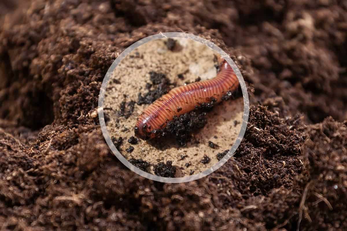 le lombricomposteur est-il le plus efficace pour votre compost