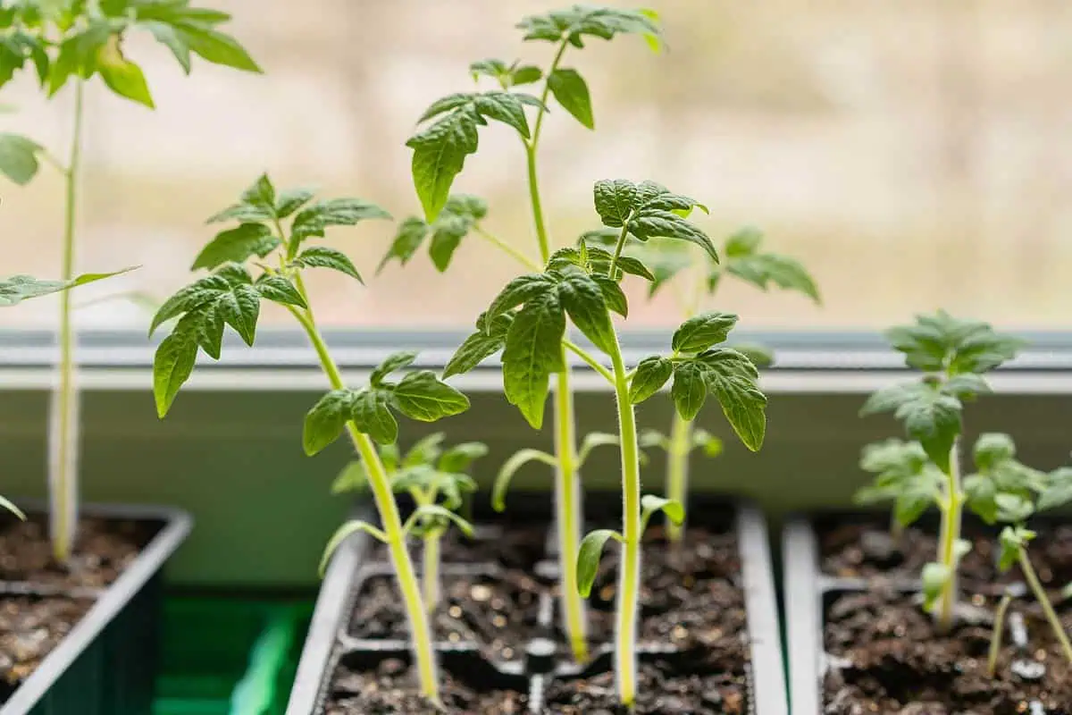 Semis de tomates.