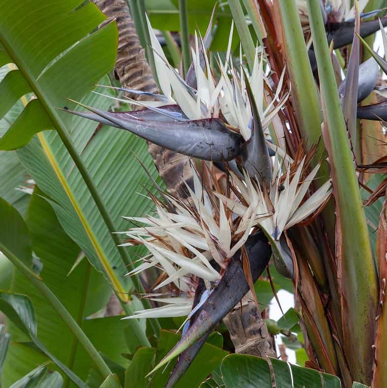 Oiseau de Paradis