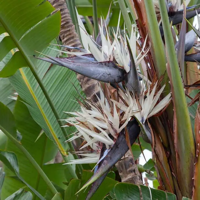Oiseau de Paradis